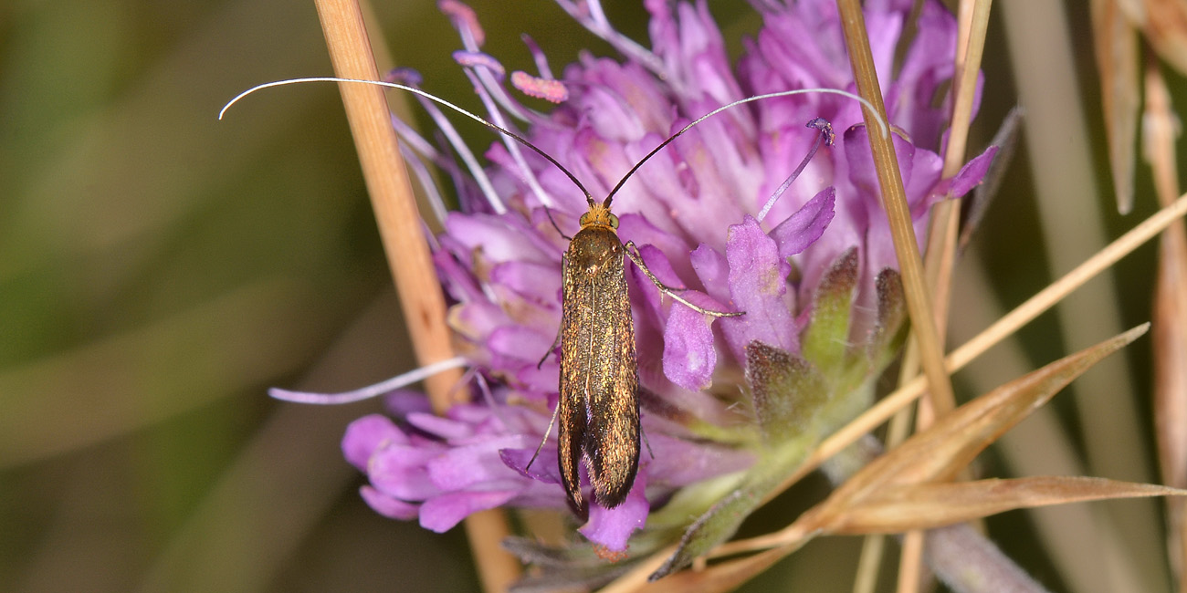 Nemophora sp? S, Nemophora metallica - Adelidae